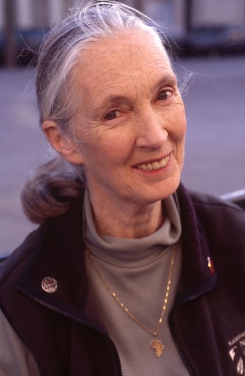Portrait de Jane Goodall